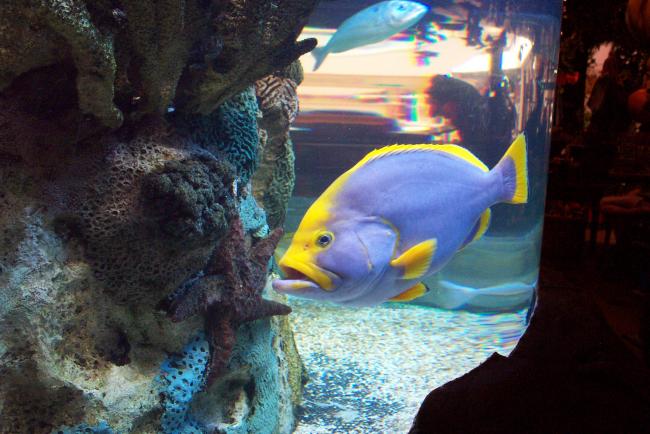 Fioletowo-żółta ryba