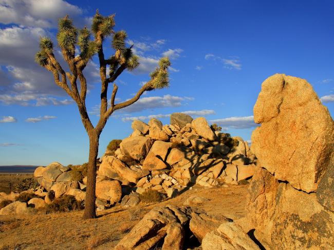 Drzewo Joshua pustynia Mojave Kalifornia