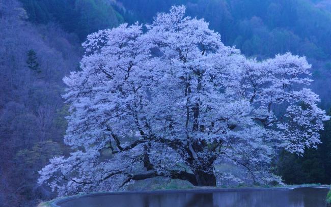 Japonia - Kraina Kwitnącej Wiśni