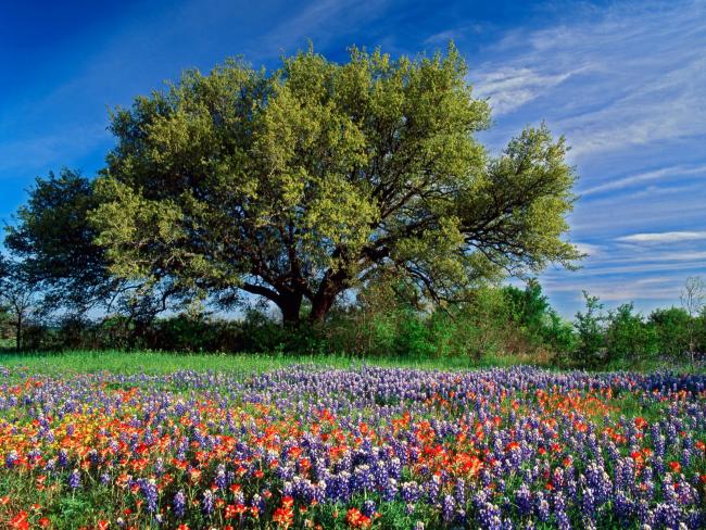 Kolorowa łąka w Texasie