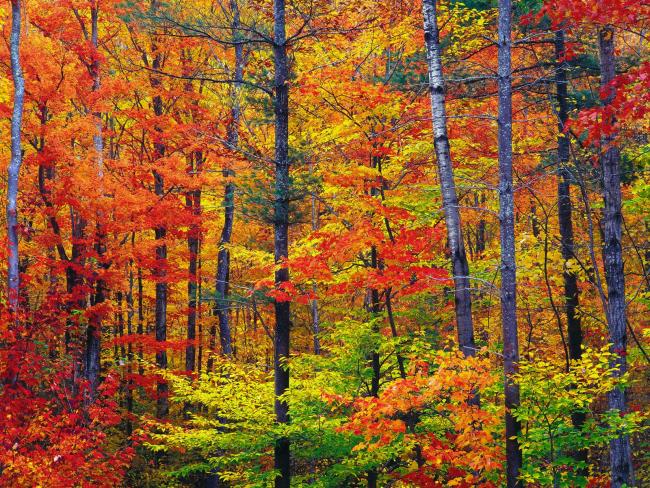 Las o ciepłych kolorach