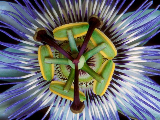 Passion Flower