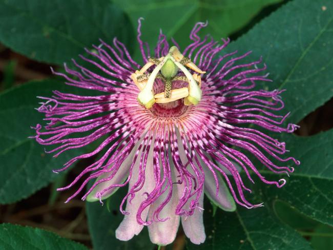 Wild Passion Flower